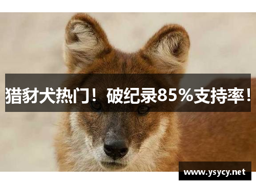 猎豺犬热门！破纪录85%支持率！
